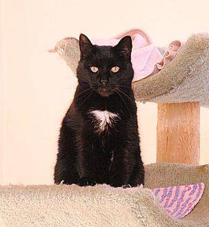 Dottie (10473951)