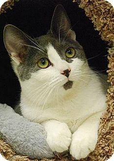 Dottie (11364434)