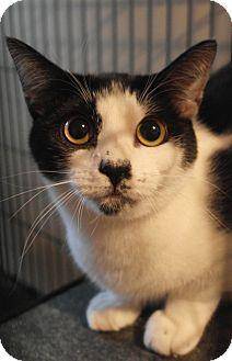 Dottie (11481959)
