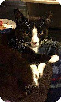 Dottie (17407842)
