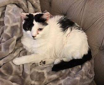Dottie (17651068)