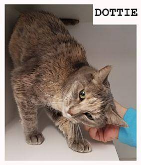 DOTTIE (20497145)
