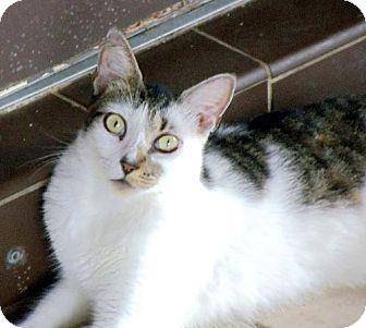 Dottie (4613429)