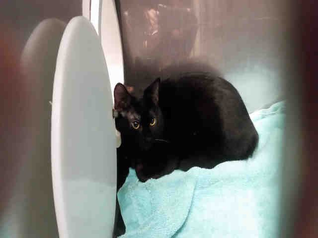 DOTTIE (A158246)