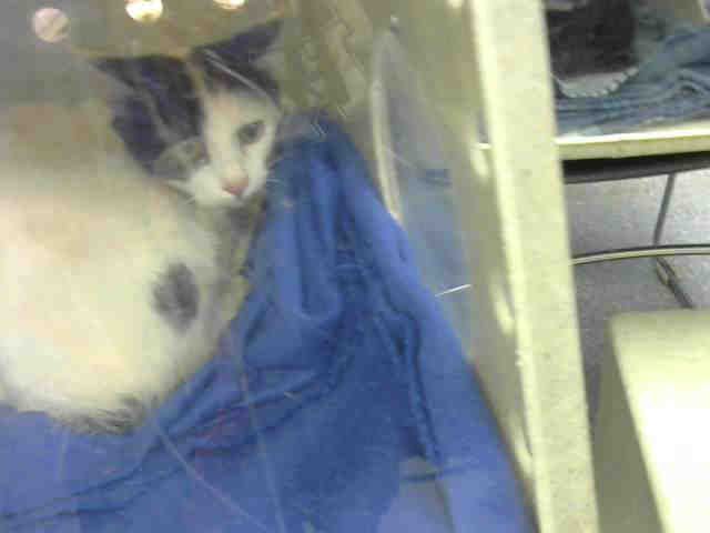 DOUG (A633081)