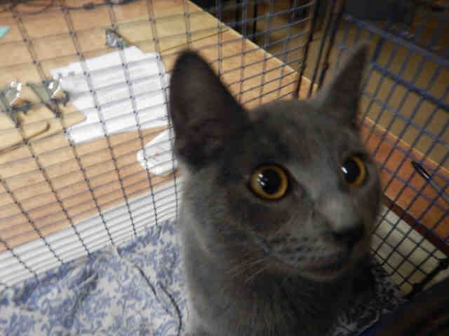 DREW (A1070115)