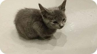 Dusty (14186189)