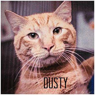 Dusty (20409337)