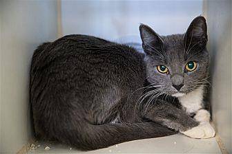 Dusty (20682514)