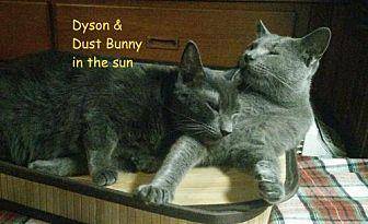 Dyson & Dust (20538705)