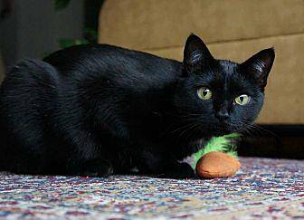 Ebony (18428958)
