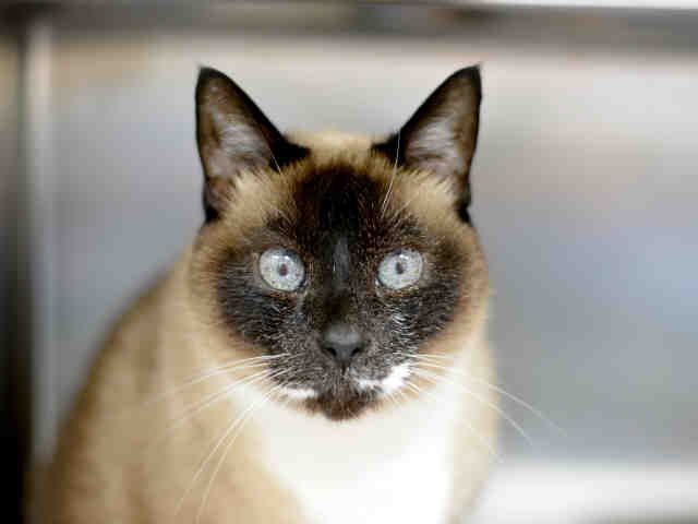 ECLIPSE (A1936732)
