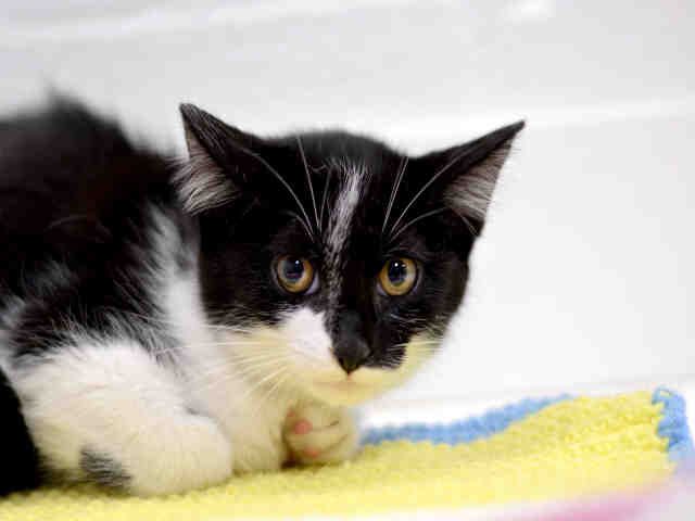 ED (A1936890)