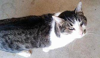 Edger (19608751)