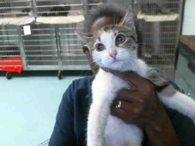 ELLA (A131439)