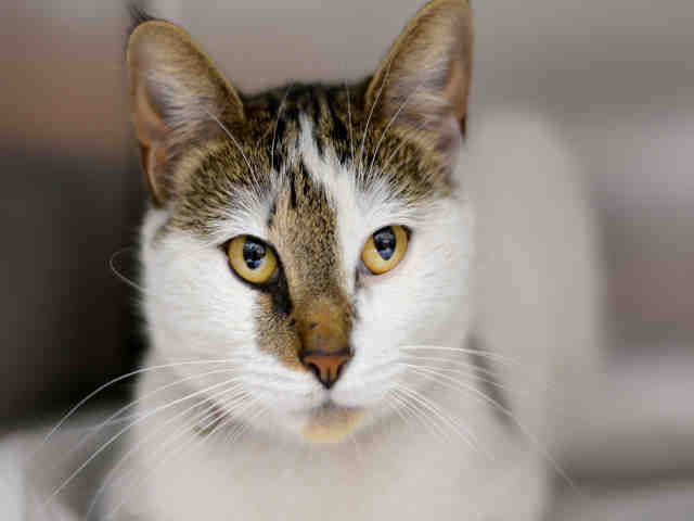 ELSA (A1933958)