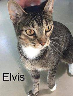 Elvis (19880200)