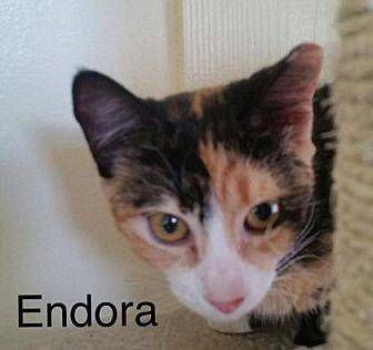 Endora (19880195)
