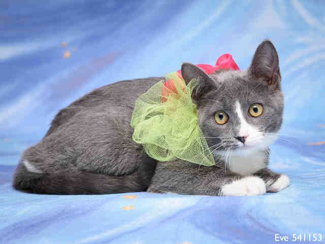 EVE (A541153)