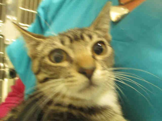 FANDANGO (A177783)