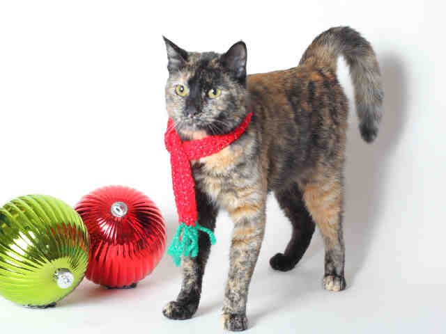 FANNY (A118936)