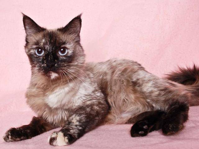 FARRAH* (A242897)