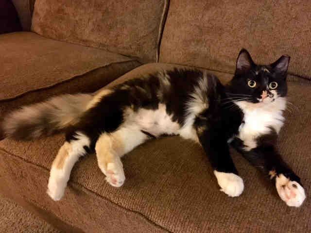 FARRAH (A728258)