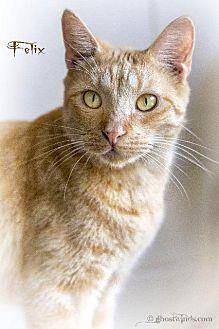 Felix (10837201)