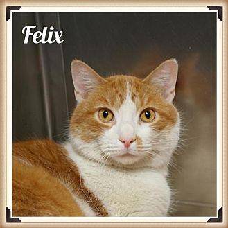 Felix (19992871)