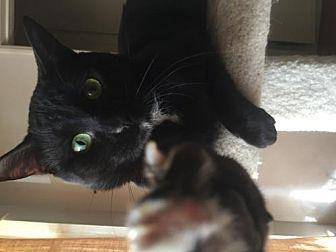 Felix (20131528)