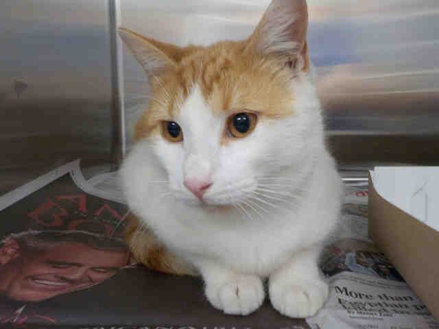 FELIX (A1937684)
