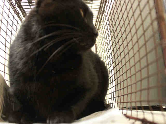 FELIX (A311702)
