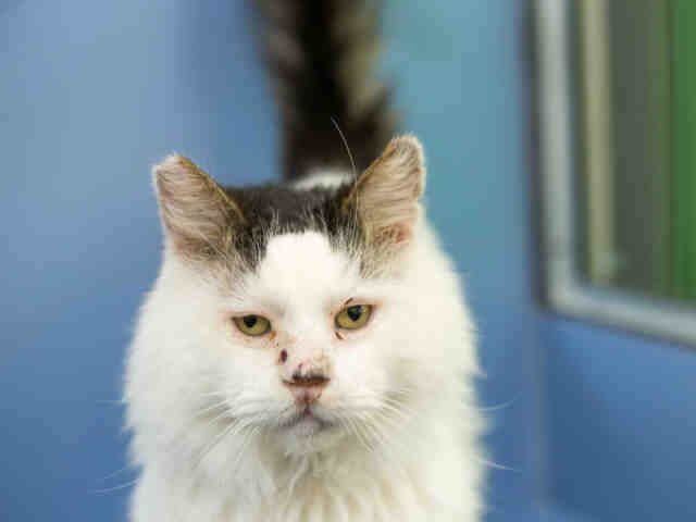 FELIX (A904323)