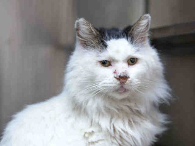 FELIX (A904323)