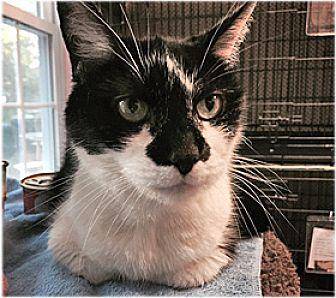 FIFI (20009051)