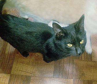 Figaro (20435134)