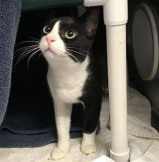 Figaro (20476880)