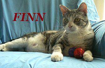 Finn (19384365)