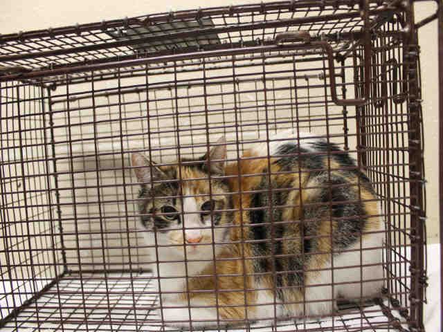 *FIONA (A490929)
