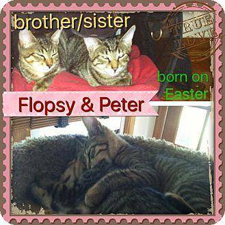 Flopsy and P (17233022)