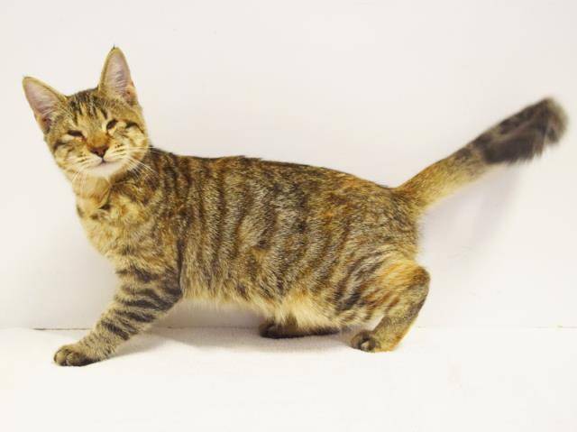 *FLORENCE (A725819)