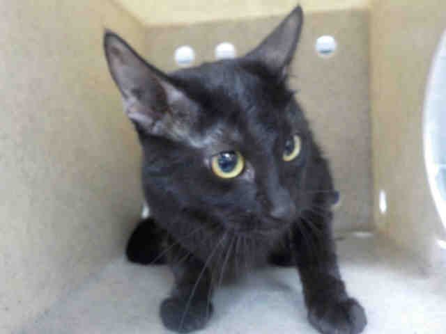 FLUFF (A1935586)