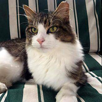 Fluffy (19765778)