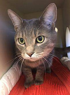 Fluffy @PETS (20267773)