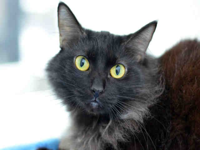 FLUFFY (A1937545)
