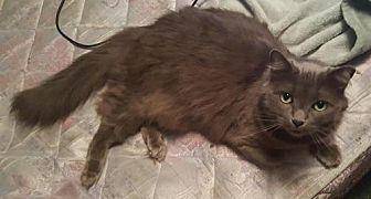 Fluffy momma (20141543)