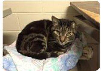 FOSTER HOMES (14641328)