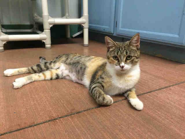 FOXY (A156567)