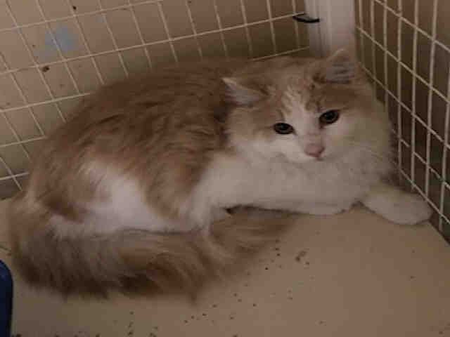 FRANK (A002681)