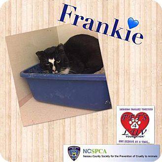 Frankie (17448455)